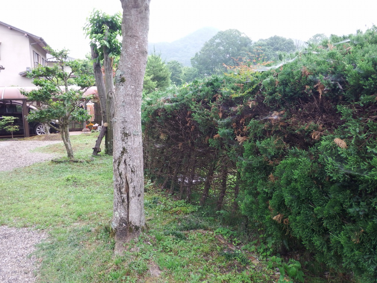 奈良市都祁のお宅で外構工事のための現場調査、庭の立ち木