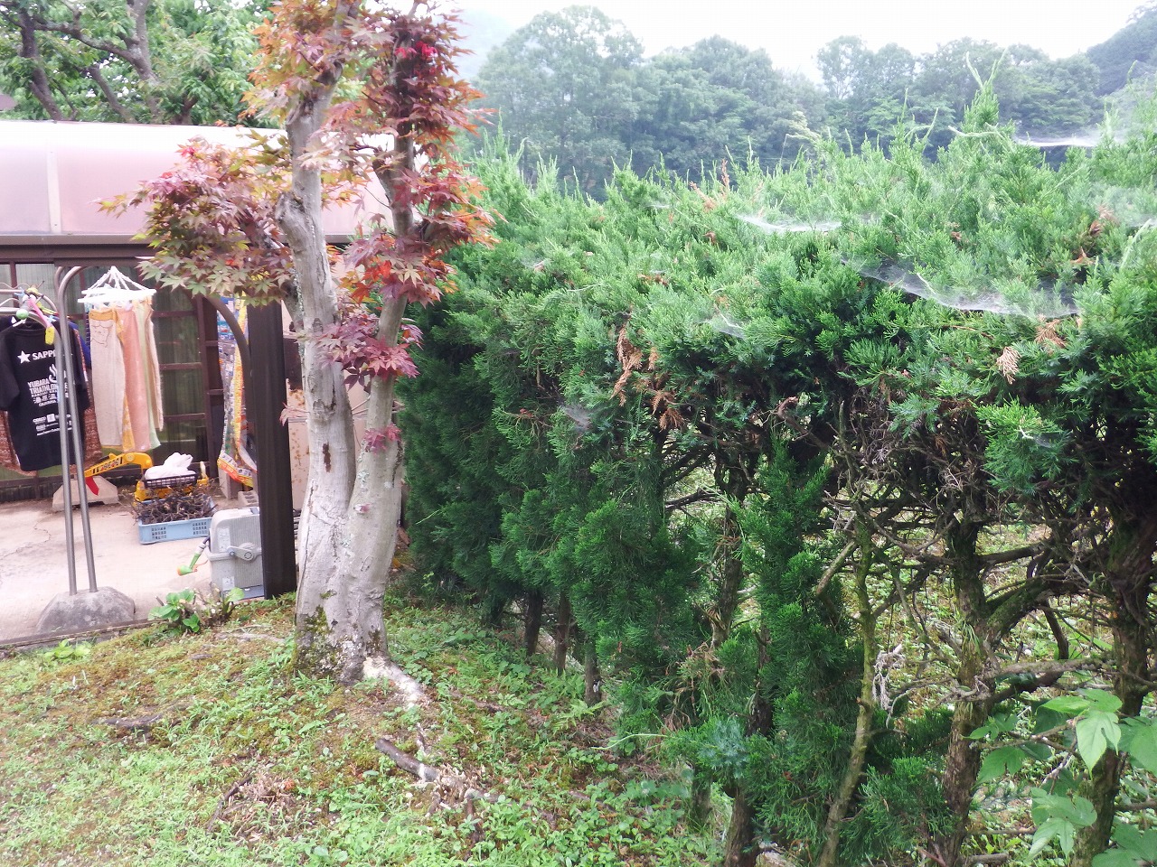 奈良市都祁のお宅で外構工事のための現場調査、庭の立ち木