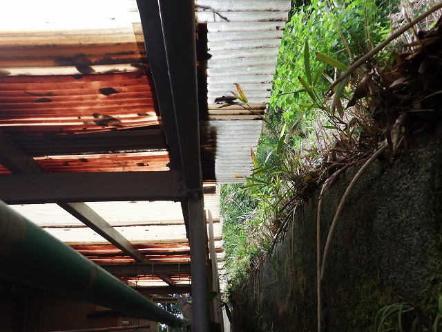 奈良市法蓮町の波板屋根の現調