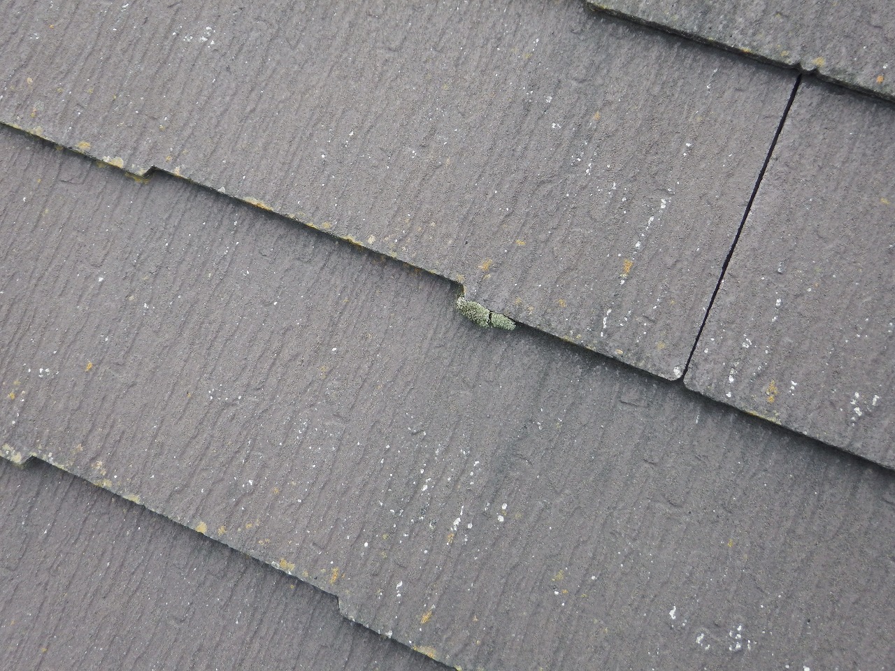 生駒市のスレート屋根、コロニアルNEOの隙間にコケ