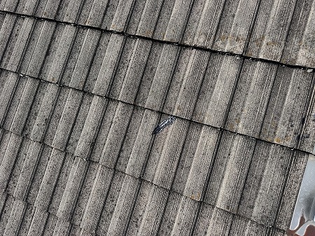 色あせたパラシェイク